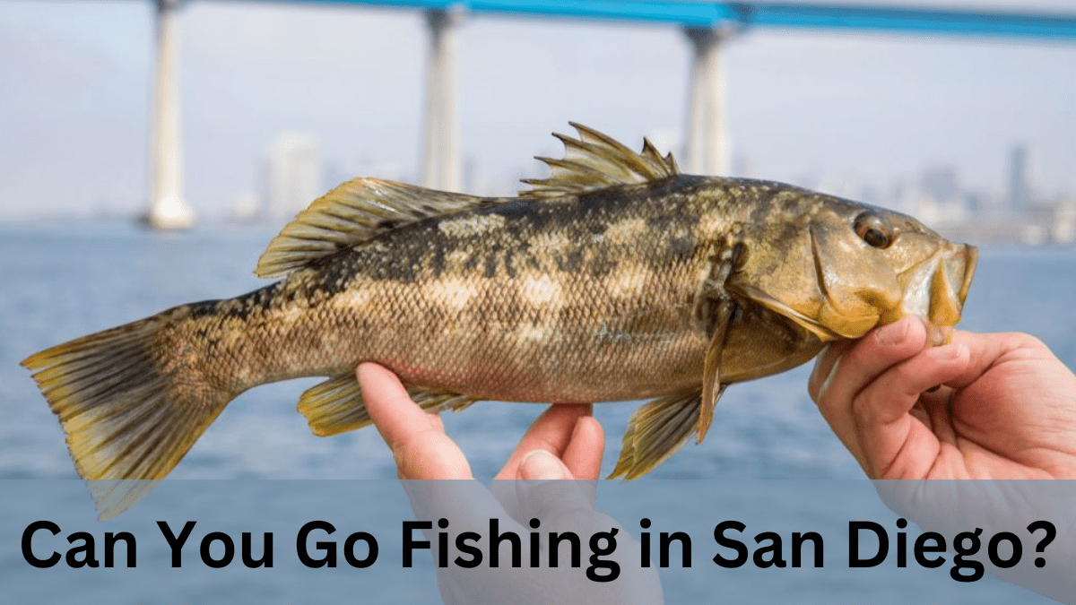 Can You Go Fishing in San Diego?