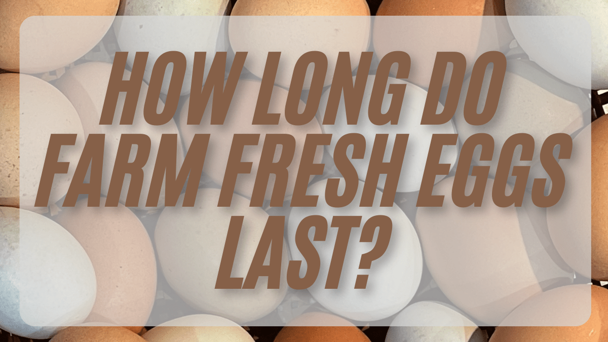 how long do farm fresh eggs last