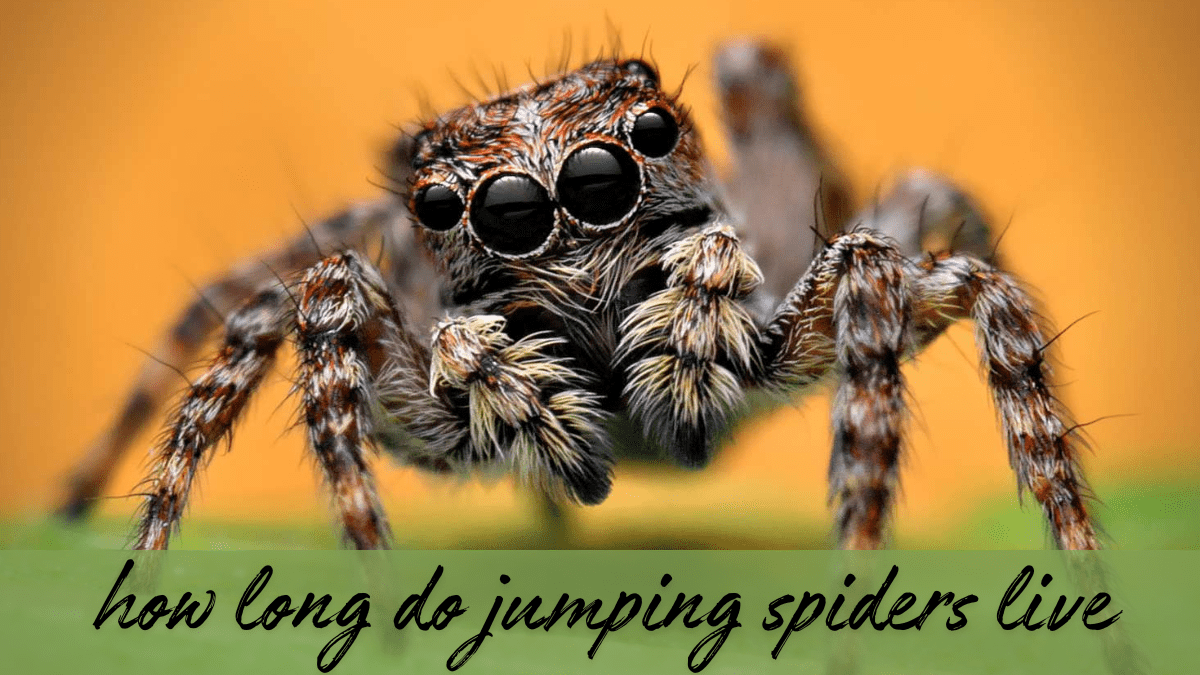 how long do jumping spiders live