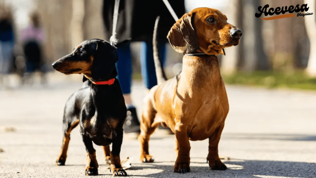 why dachshunds are the worst breed