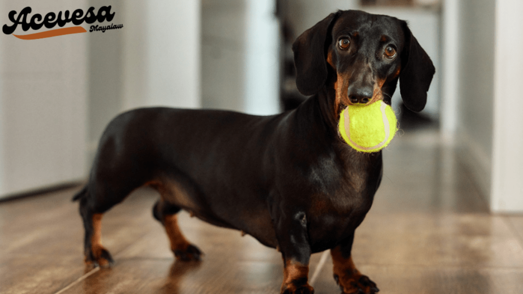 why dachshunds are the worst breed