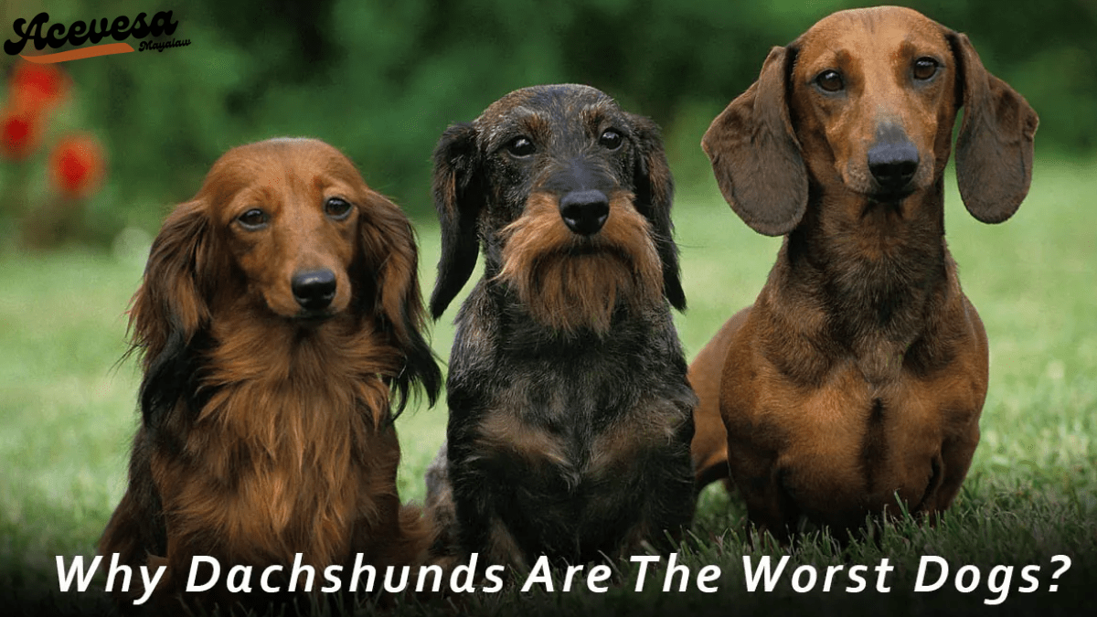 why dachshunds are the worst breed